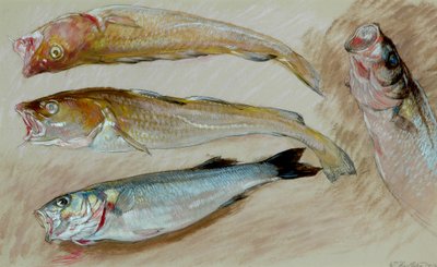 Study of Four Fishes for 